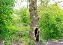 DSC_2687.jpg