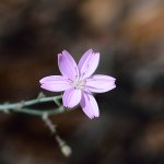 lil flower clr.jpg