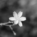 lil flower.jpg