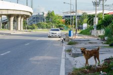 THU-Morning-Walk-1.jpg