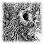 bark-bw-nk.jpg