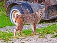 Lynx.jpg