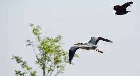 DSC_0806.jpg
