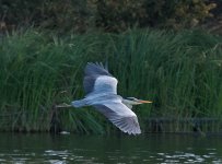 DSC_0795.jpg