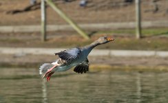 DSC_0867.jpg