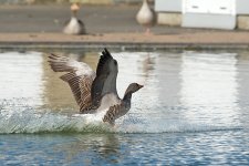 DSC_0871.jpg