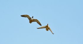 DSC_1083.jpg