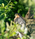 DSC_0987.jpg