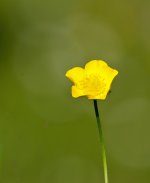 DSC_0979.jpg