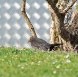 DSC_1045.jpg