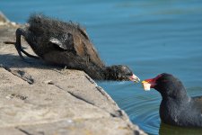 DSC_0729.jpg