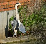 DSC_0828.jpg