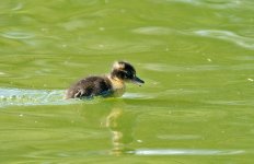 DSC_0884.jpg