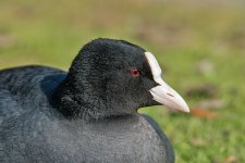 DSC_1052.jpg