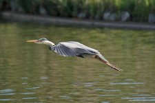 DSC_0785.jpg