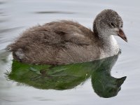 BabyCoot6.jpg