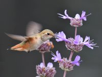 Hummer5.jpg