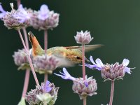 Hummer4.jpg