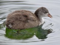 BabyCoot5.jpg