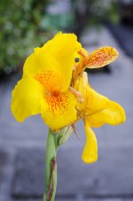 yellow-flower-1.jpg