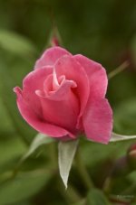 _AAA5176 - Version 2.jpg