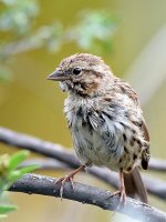 Finch.jpg