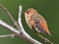 Hummer.jpg