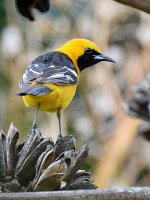 Oriole4.jpg