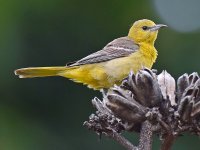 Oriole5.jpg