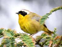 YellowThroat.jpg