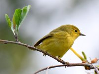 YellowWarbler2.jpg