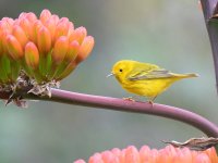 YellowWarbler3.jpg