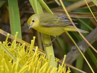 YellowWarbler8.jpg