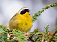 YellowThroat2.jpg