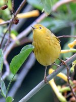 YellowWarbler.jpg