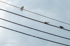 birds-on-power-line-2.jpg