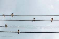 birds-on-power-line-3.jpg