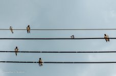 birds-on-power-line-4.jpg