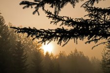 Morning Mist.jpg