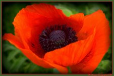 Open Red Poppy.jpg