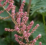 DSC_2157.jpg
