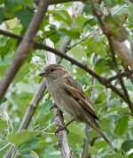DSC_2172.jpg