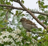 DSC_2175.jpg