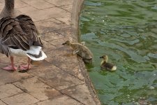 DSC_2113.jpg