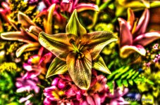 D71_4301_2_3_tonemapped.jpg