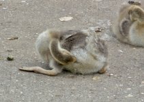 DSC_2144.jpg