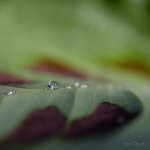 MCC_6783 copy.jpg