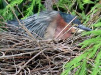 Heron.jpg