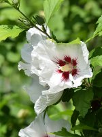 Hibiscus.jpg
