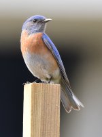 Bluebird2.jpg